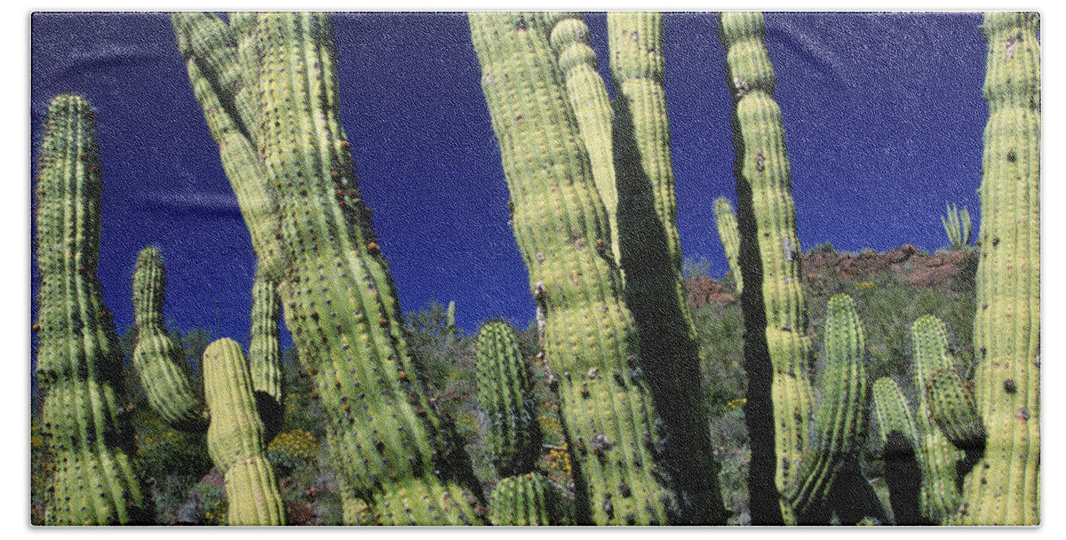 Blue Hand Towel featuring the photograph Cacti, Az Usa by Peter Essick