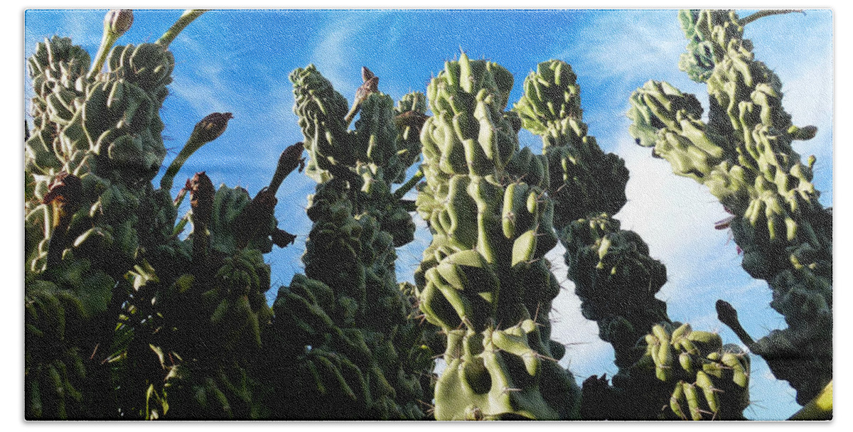 Cactus Hand Towel featuring the photograph Cactus 1 by Mariusz Kula