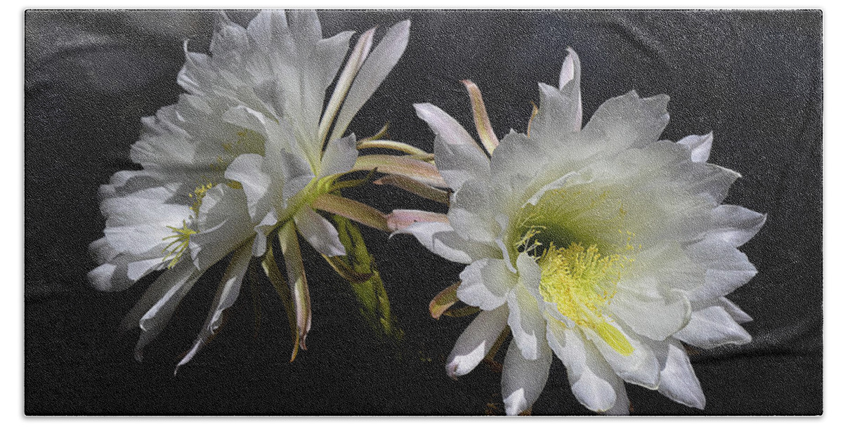 Echinopsis Hand Towel featuring the photograph Cactus Blossom 10 by Xueling Zou