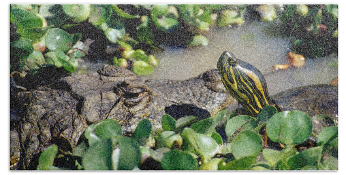 Caiman Bath Towel featuring the photograph Caiman And Turtle by William H. Mullins