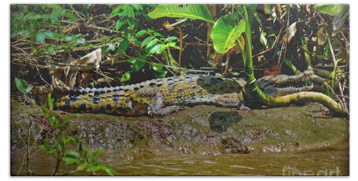 Caiman Hand Towel featuring the photograph Caiman Cocodilus by Gary Keesler