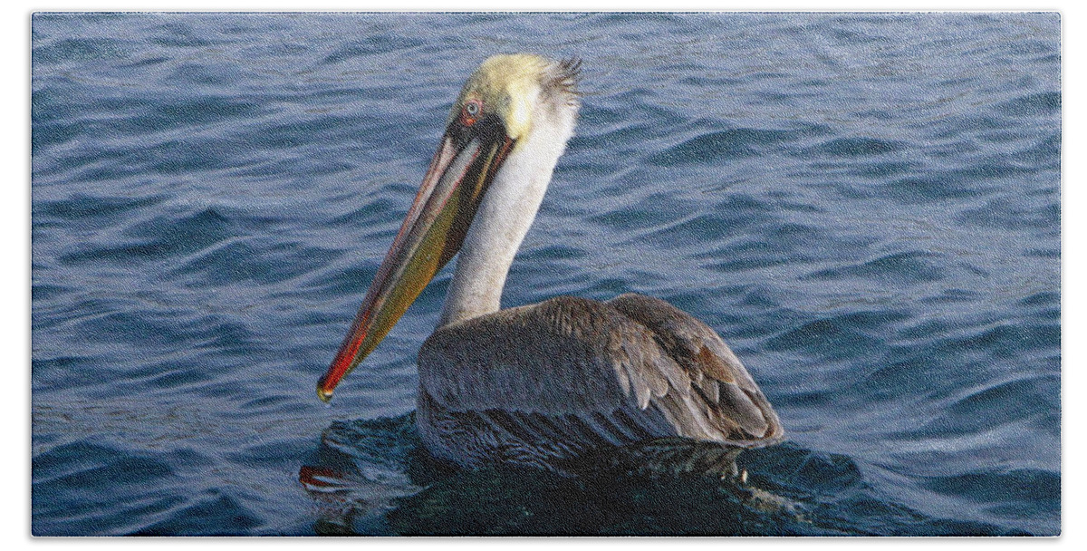 Bird Bath Towel featuring the photograph California Brown Pelican by Shoal Hollingsworth