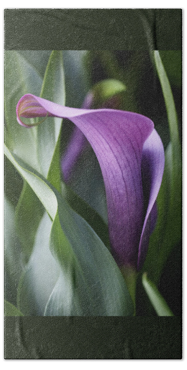 Lily Bath Towel featuring the photograph Calla Lily in Purple Ombre by Rona Black
