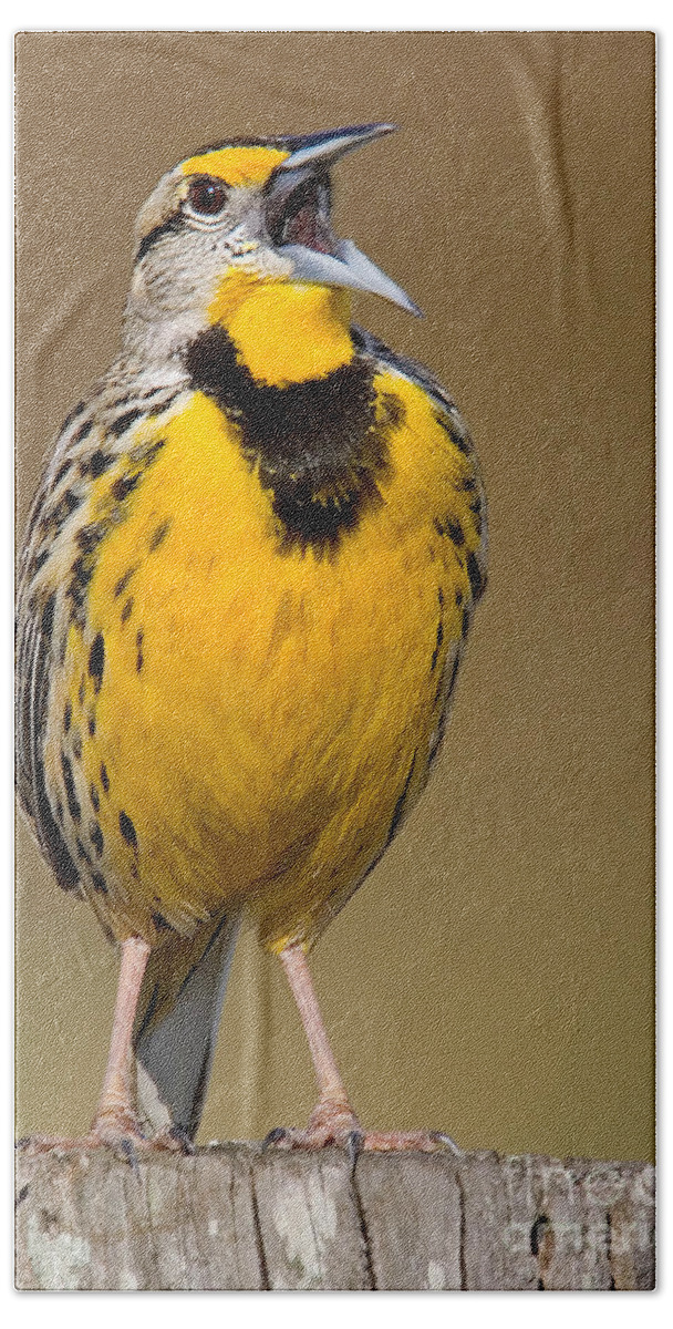 Eastern Meadowlark Hand Towel featuring the photograph Calling Eastern Meadowlark by Jerry Fornarotto
