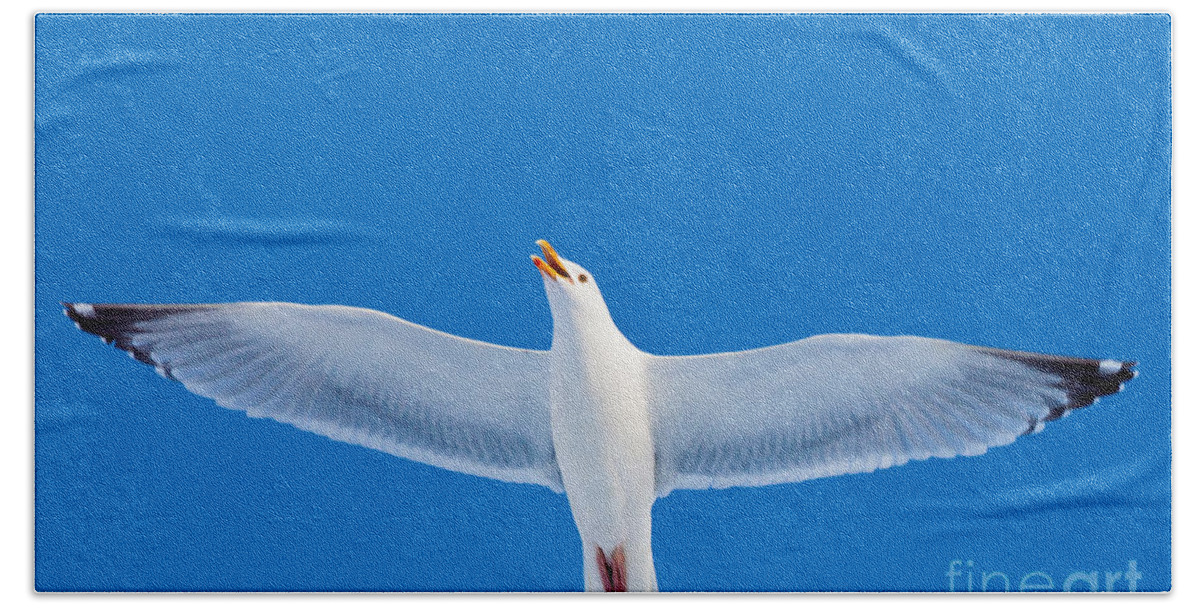 Larus Bath Sheet featuring the photograph Calling herring gull flying in blue sky by Stephan Pietzko