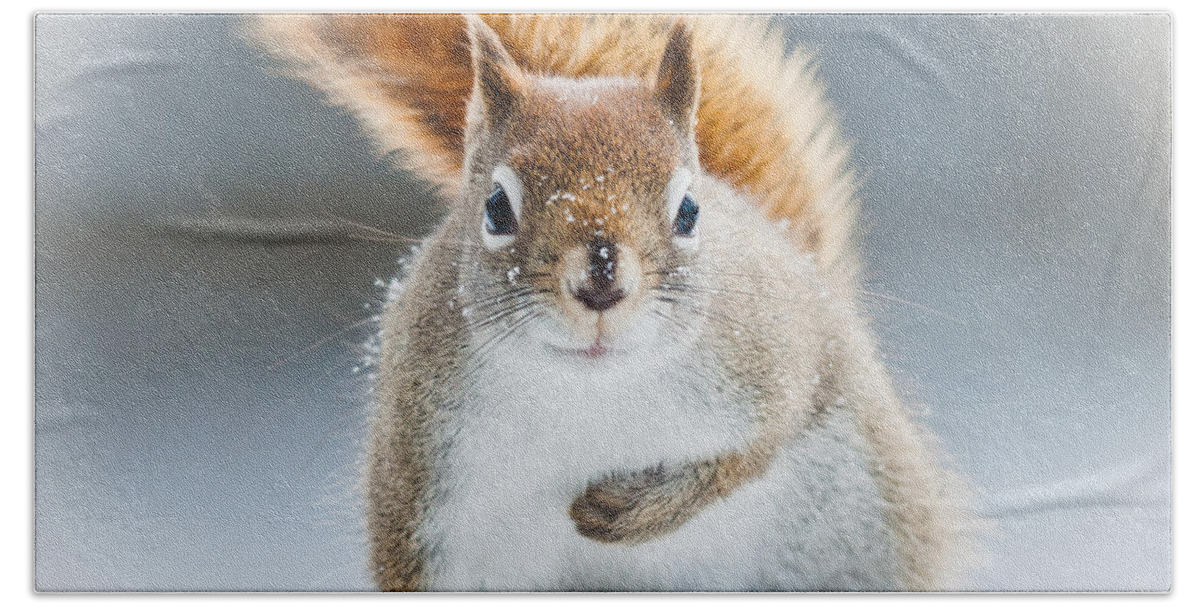 Squirrel Bath Towel featuring the photograph Can I have some more? by Cheryl Baxter