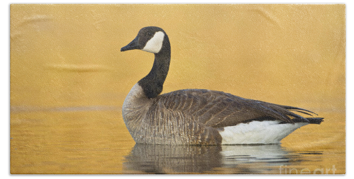 Goose Bath Sheet featuring the photograph Canada goose at sunrise by Bryan Keil