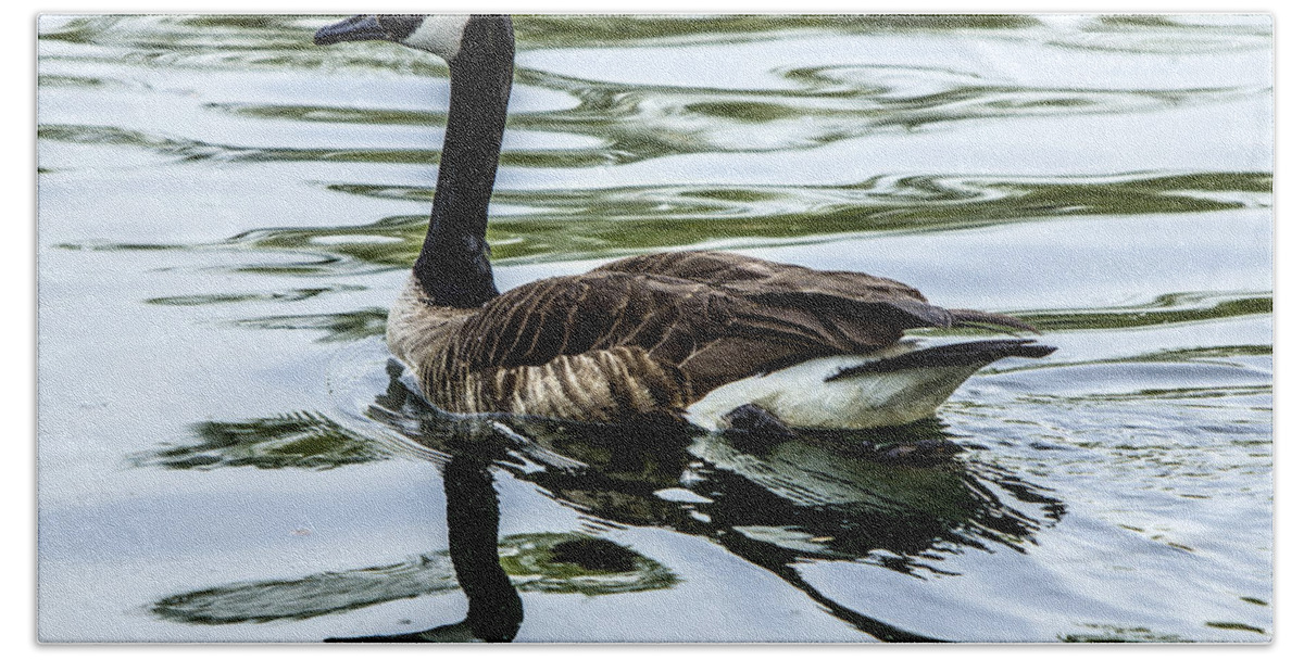 Goose Bath Towel featuring the photograph Canada Goose by Diana Powell