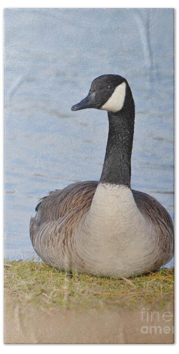 Goose Bath Towel featuring the photograph Canada Goose Resting By The Lake by Kathy Baccari