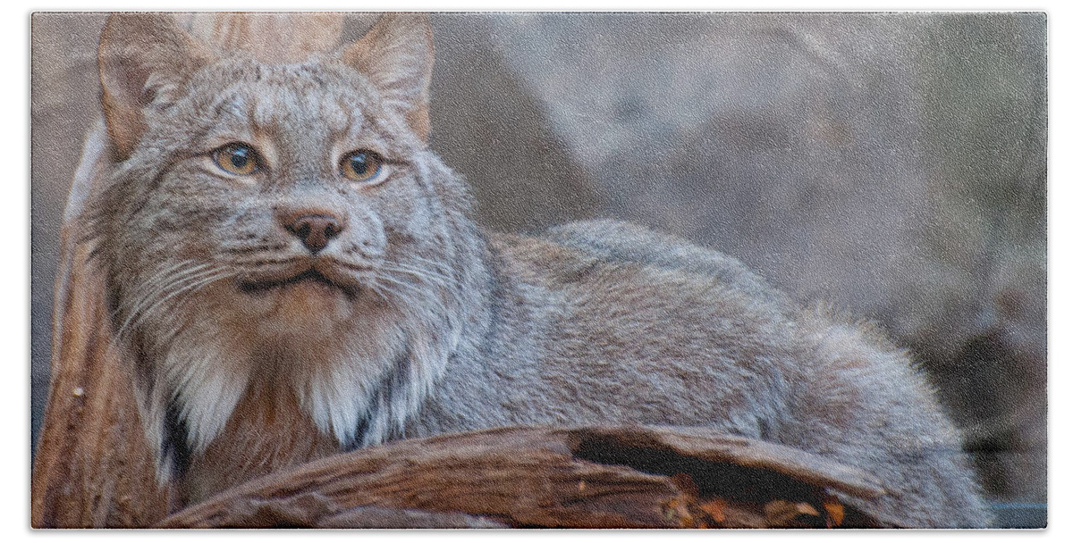 Lynx Hand Towel featuring the photograph Canada Lynx by Bianca Nadeau