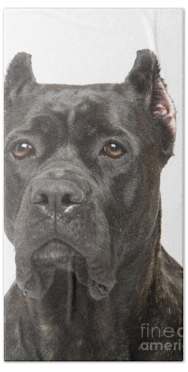 Dog Hand Towel featuring the photograph Cane Corso Dog by Jean-Michel Labat