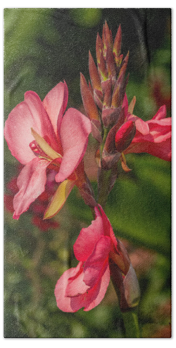 Flower Hand Towel featuring the photograph Canna Lily by Jane Luxton