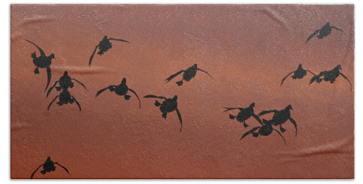 Feb0514 Bath Towel featuring the photograph Canvasbacks Landing At Sunrise by Tom Vezo