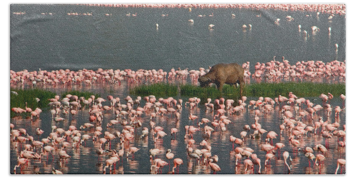 Photography Hand Towel featuring the photograph Cape Buffalo And Lesser Flamingos by Panoramic Images