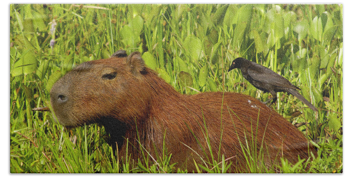 00217428 Hand Towel featuring the photograph Capybara and Smooth Billed Ani by Pete Oxford