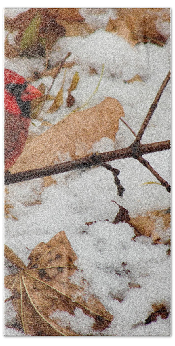 Winter Hand Towel featuring the photograph Cardinal by Carl Moore