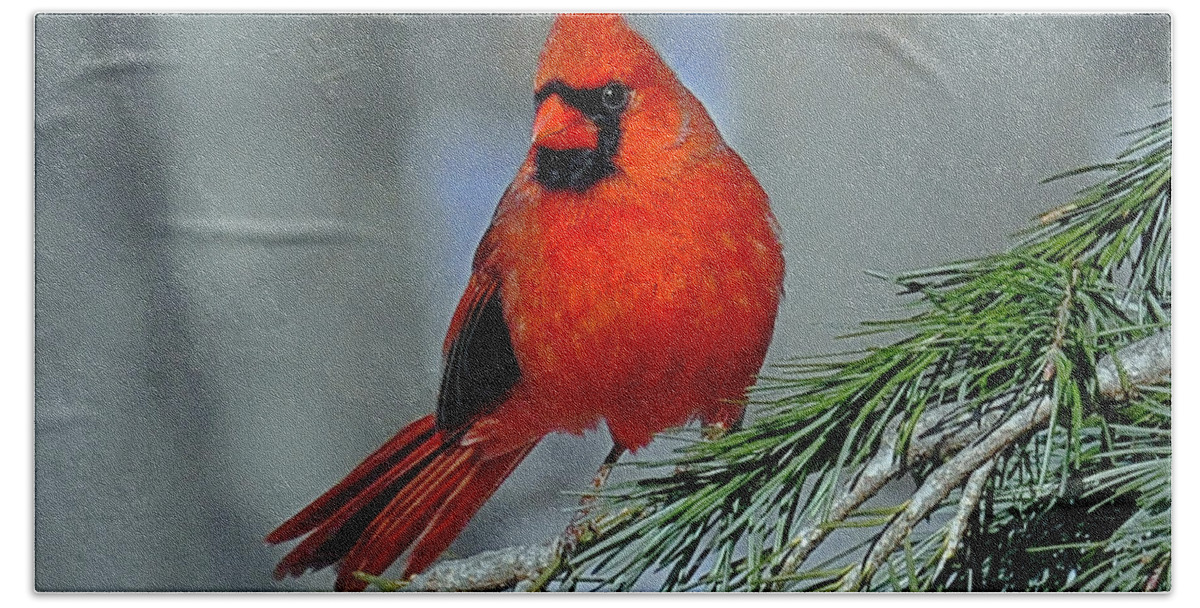 Bird Bath Towel featuring the photograph Cardinal in an Evergreen by Rodney Campbell