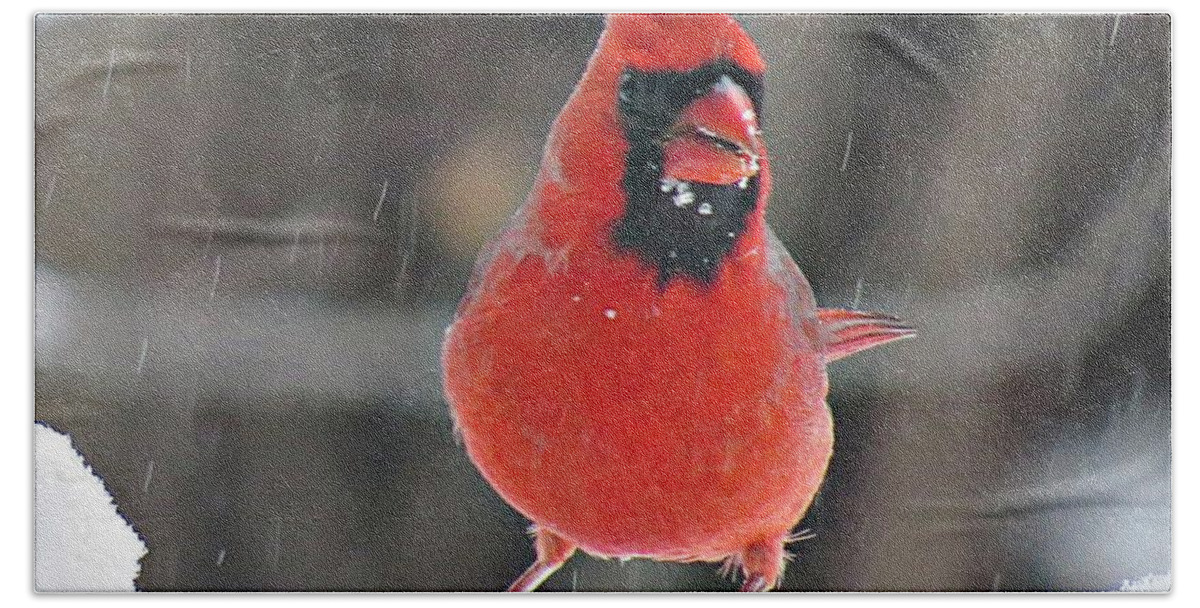 Male Cardinal Bath Towel featuring the photograph Cardinal in Snowstorm by MTBobbins Photography