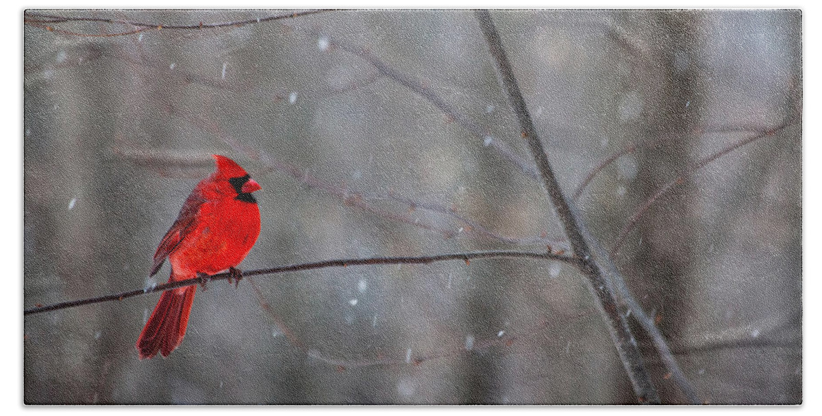Snowy Cardinal Hand Towel featuring the photograph Cardinal In The Snow by Karol Livote
