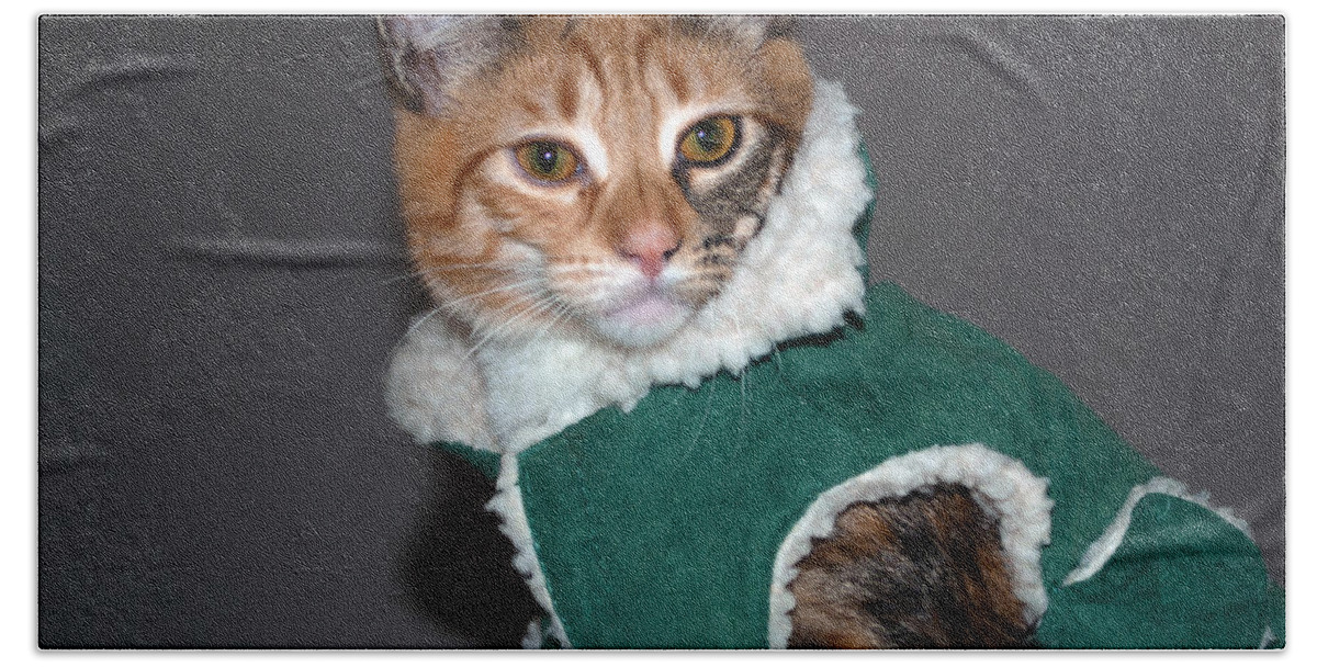 Cat Bath Towel featuring the photograph Cat in Patrick's Coat by Tikvah's Hope
