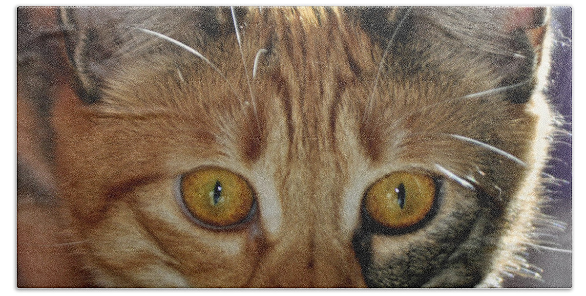Feline Bath Towel featuring the photograph Cat Stare Down by Tikvah's Hope