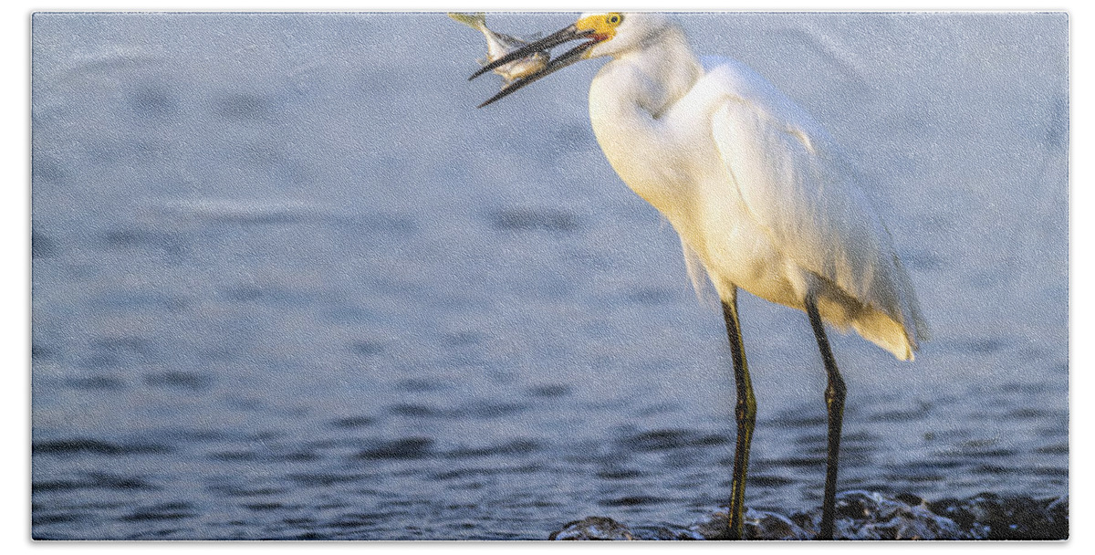 Egret Bath Towel featuring the photograph Catch Of The Day by Edward Kreis