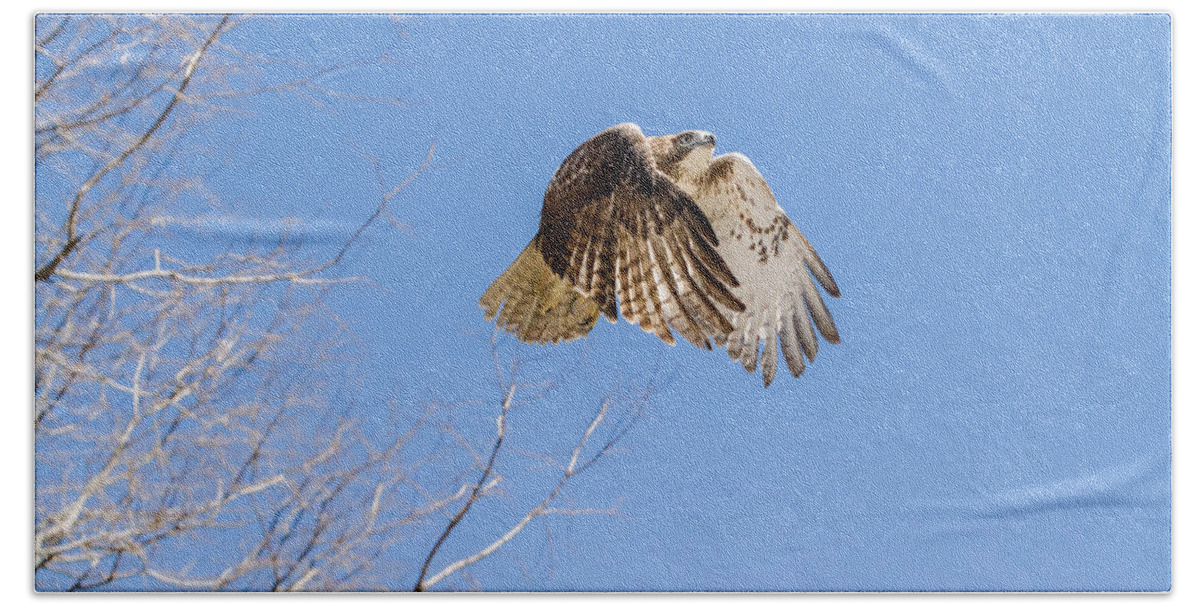 Redtail Hawk Hand Towel featuring the photograph Catching the Sun by Bill Wakeley