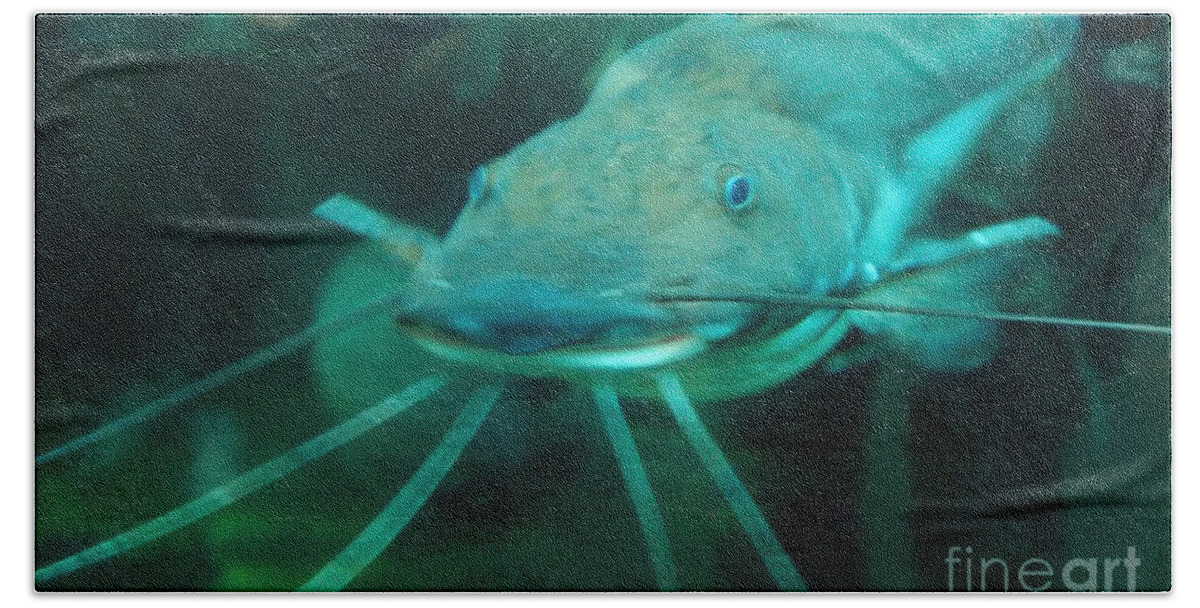 Catfish Bath Towel featuring the photograph Catfish Billy by Anthony Wilkening