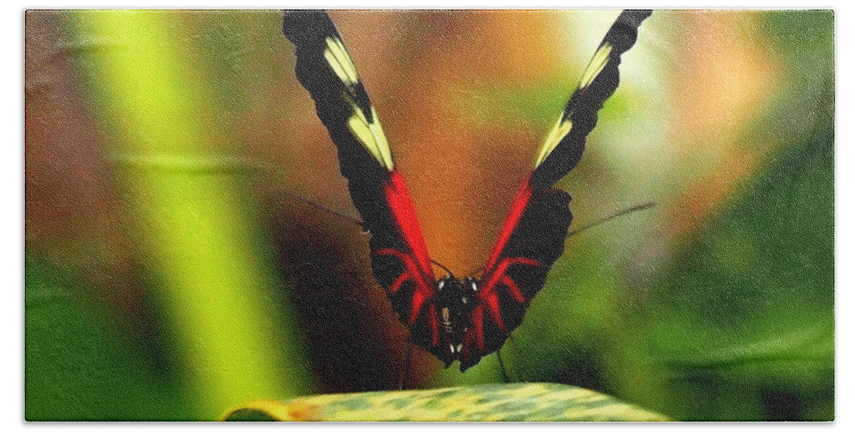 Nature Bath Towel featuring the photograph Cattleheart Butterfly by Amy McDaniel