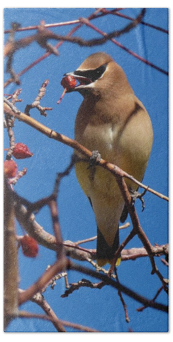 Birds Hand Towel featuring the photograph Cedar Waxwing by Tranquil Light Photography