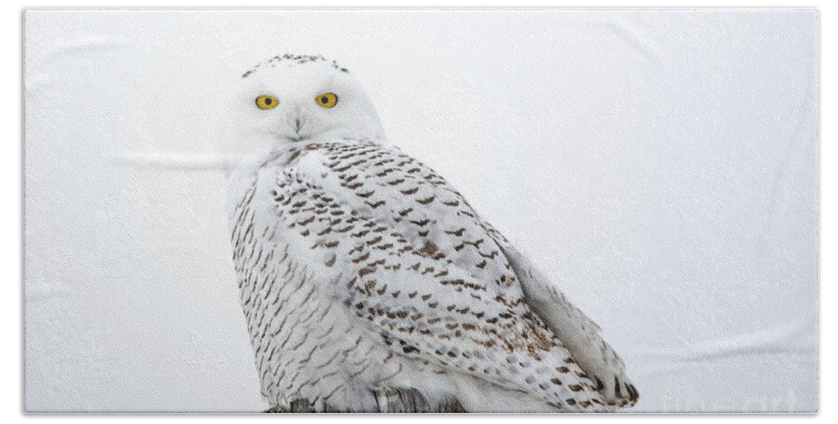 Field Bath Towel featuring the photograph Centered Snowy Owl by Cheryl Baxter