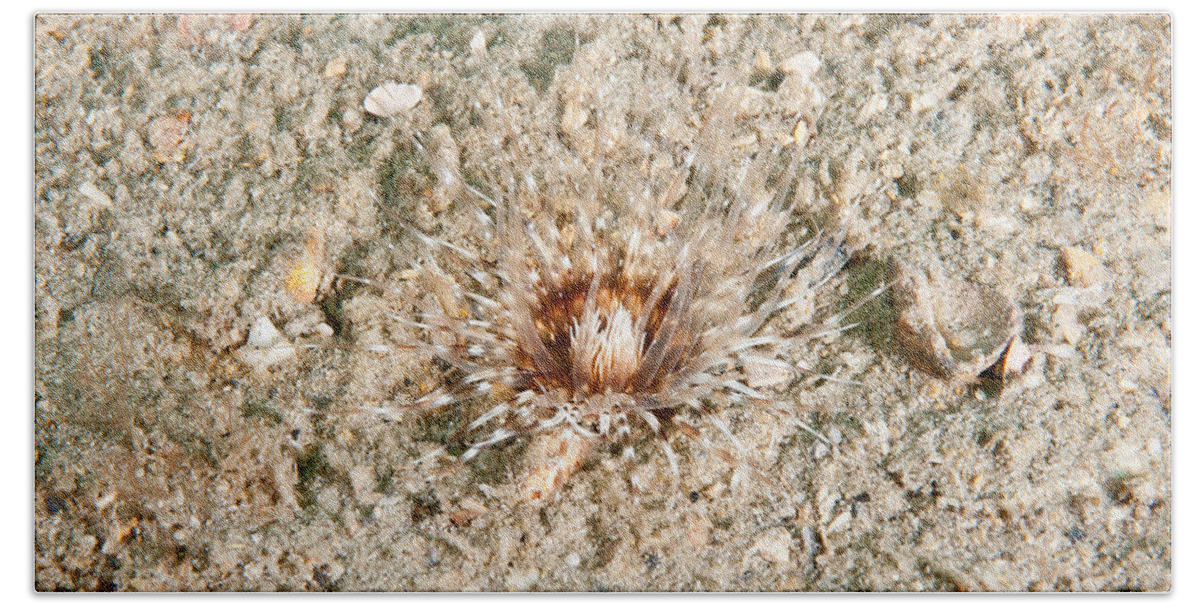 Cerianthid Bath Towel featuring the photograph Cerianthid Anemone by Andrew J. Martinez