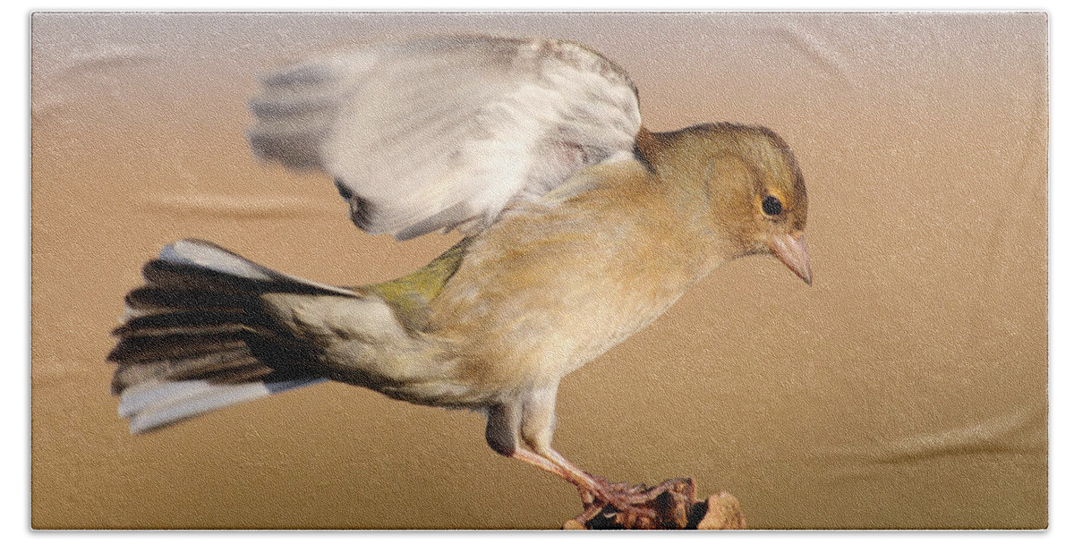 Bird Bath Towel featuring the photograph Chaffinch landing by Grant Glendinning