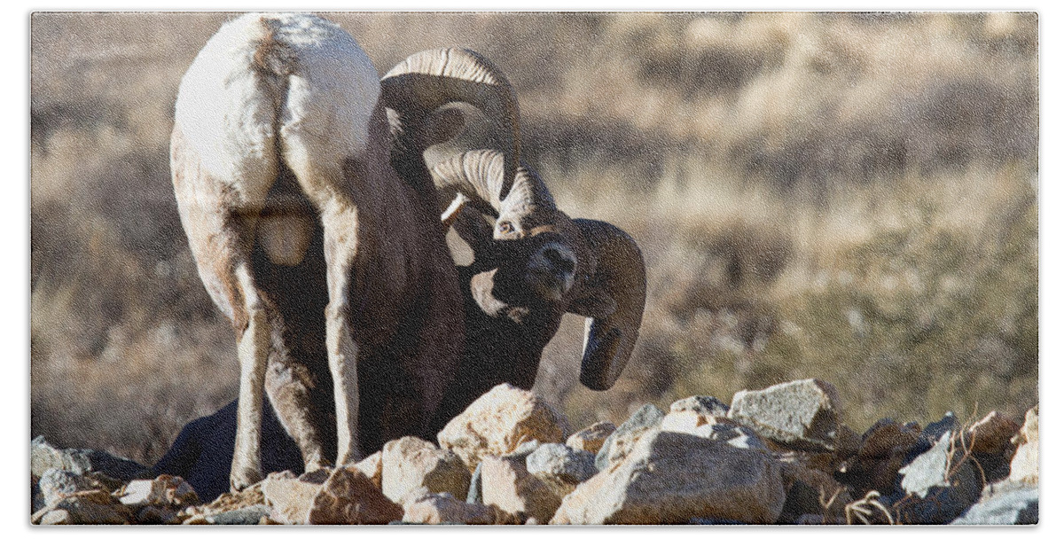 Bighorn Sheep Photograph Bath Towel featuring the photograph Challenging Authority by Jim Garrison