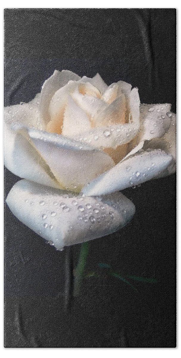 Rose Bath Towel featuring the photograph Champagne Rose Flower Macro by Jennie Marie Schell