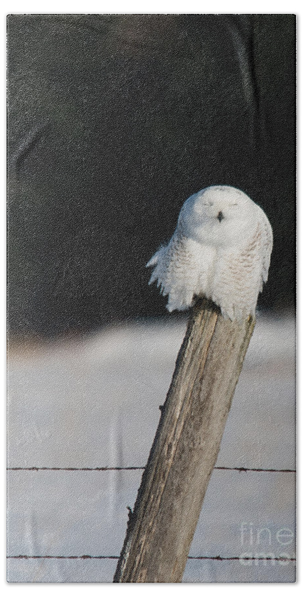 Snowy Owl Bath Towel featuring the photograph Cheeky Snowy by Cheryl Baxter