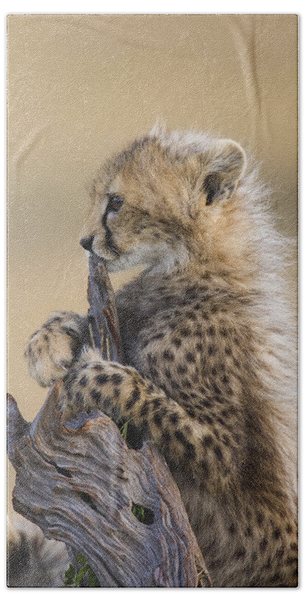 Suzi Eszterhas Hand Towel featuring the photograph Cheetah Cub Maasai Mara Reserve by Suzi Eszterhas