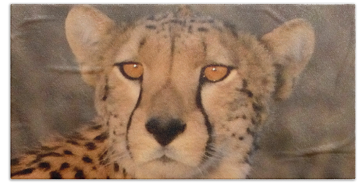 Tanzania Hand Towel featuring the photograph Cheetah Gaze at Sunset by Tom Wurl