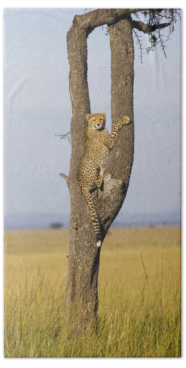 Suzi Eszterhas Hand Towel featuring the photograph Cheetah Juvenile In Tree Masai Mara by Suzi Eszterhas