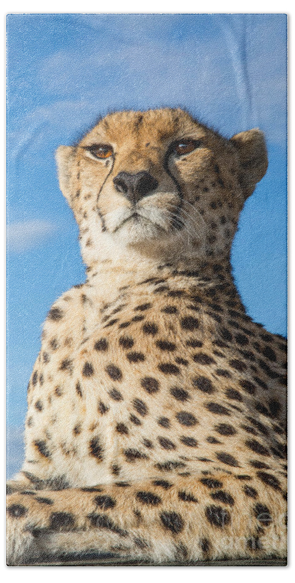 Cheetah Bath Towel featuring the photograph Cheetah Portrait by Greg Dimijian