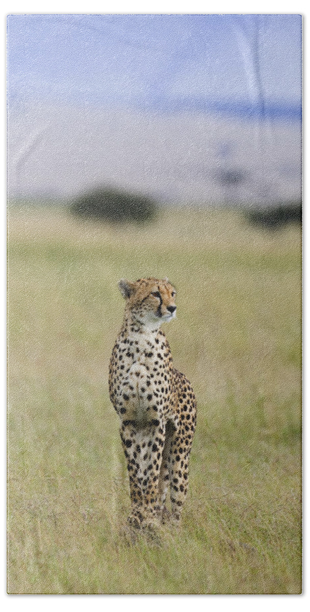 Suzi Eszterhas Bath Towel featuring the photograph Cheetah Portrait Masai Mara by Suzi Eszterhas