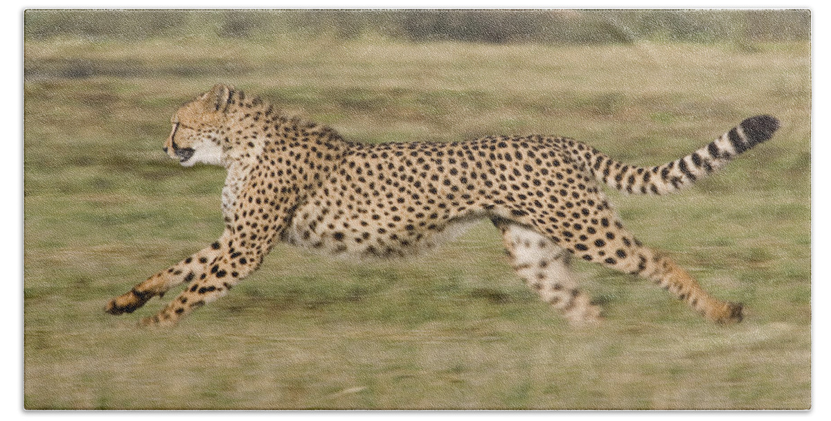 Suzi Eszterhas Hand Towel featuring the photograph Cheetah Running Namibia by Suzi Eszterhas