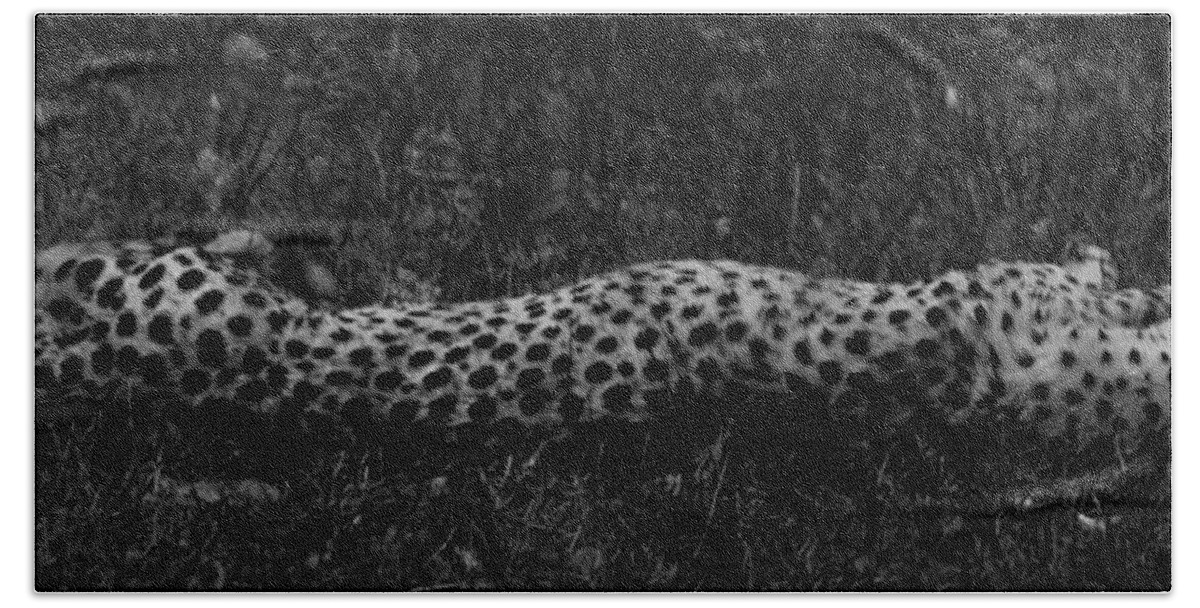Cheetah Bath Towel featuring the photograph Cheetah Stretch by Maggy Marsh