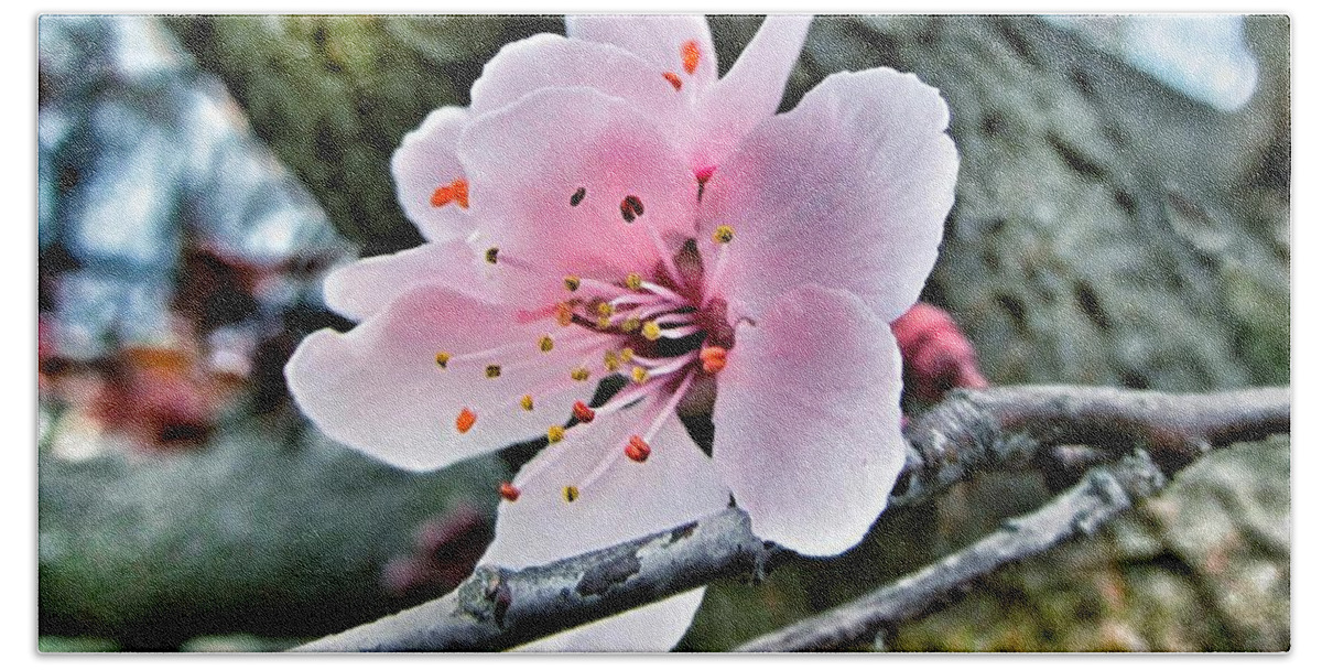 Sakura Hand Towel featuring the photograph Cherry Blossom by Marianna Mills