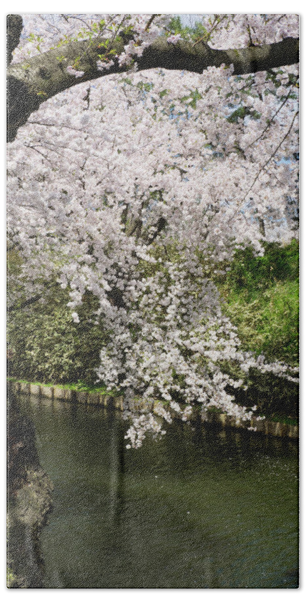 Photography Bath Towel featuring the photograph Cherry Trees And Blossoms Near Outer by Panoramic Images