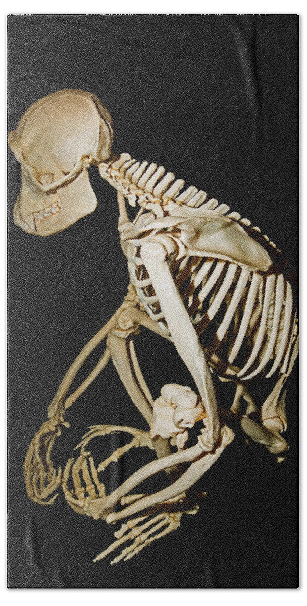 Adult Chimpanzee Skeleton Bath Towel featuring the photograph Chimpanzee Adult Male Skeleton by Millard H. Sharp