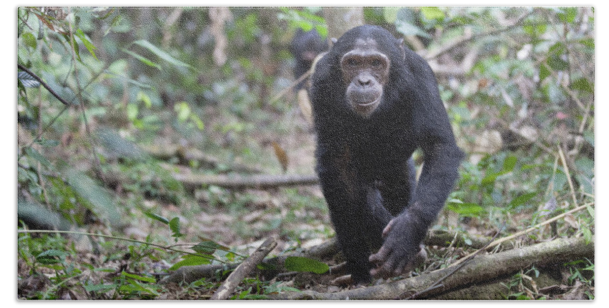 Feb0514 Hand Towel featuring the photograph Chimpanzee Male Walking Tanzania by Konrad Wothe