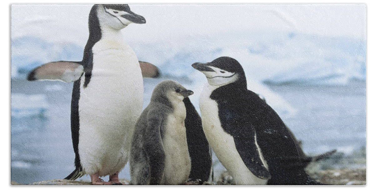 Feb0514 Bath Towel featuring the photograph Chinstrap Penguins And Chicks Antarctica by Konrad Wothe