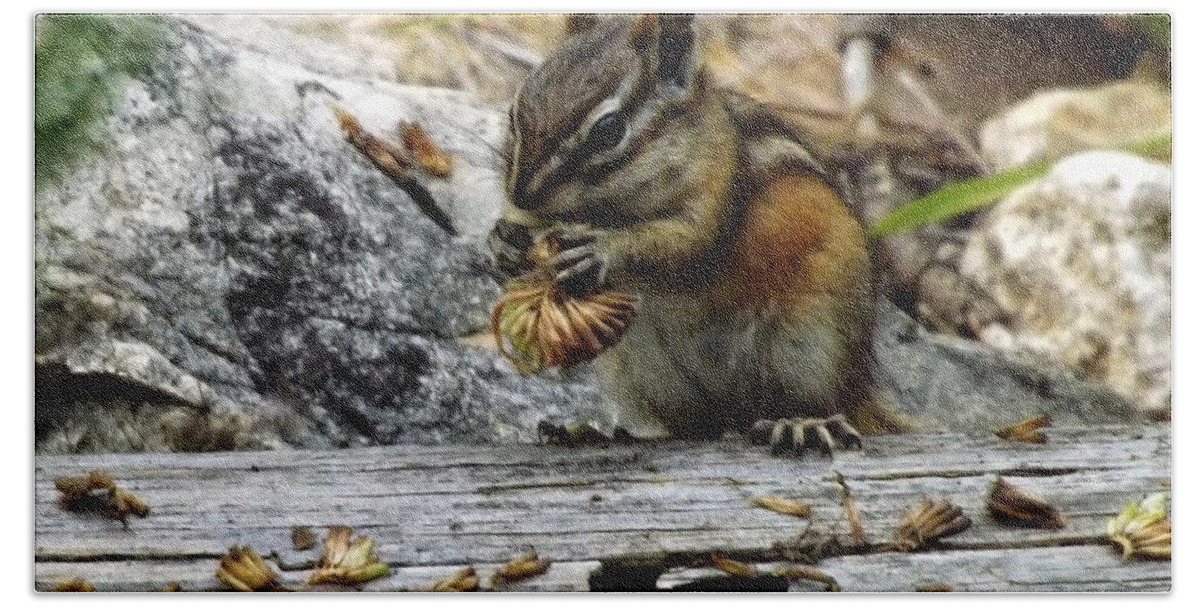 Nature Hand Towel featuring the photograph Chipmunk Lunch by Fiskr Larsen