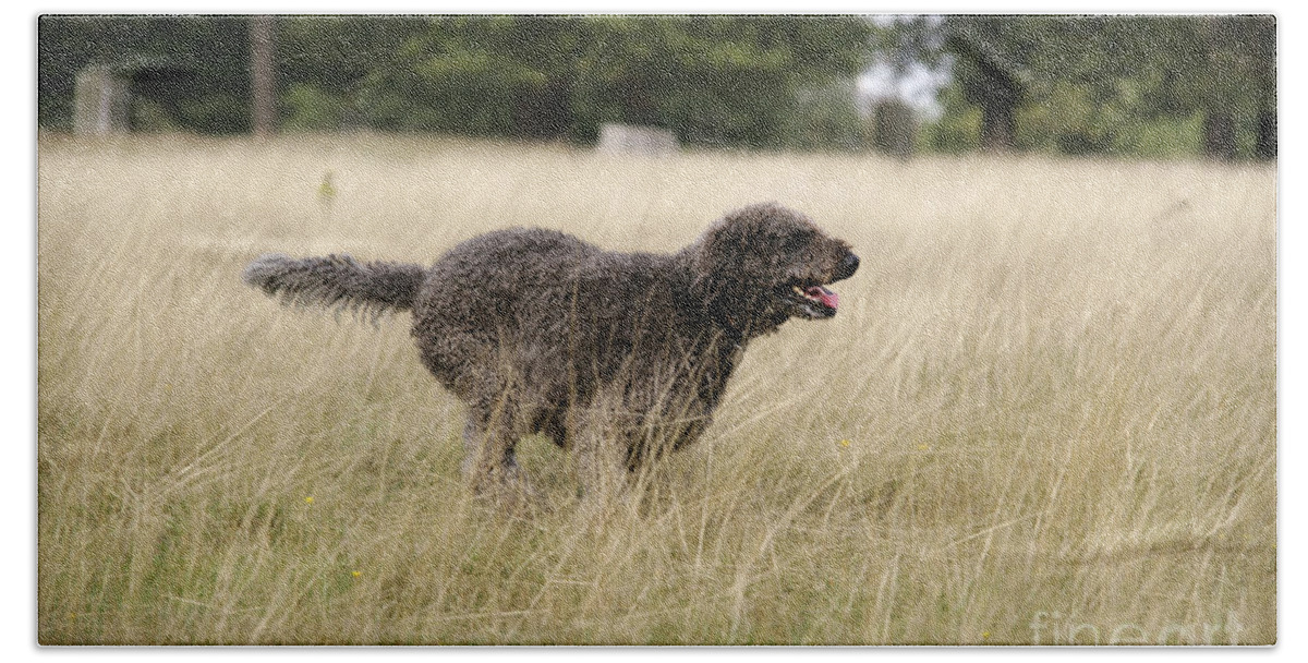Labradoodle Bath Towel featuring the photograph Chocolate Labradoodle Running In Field by John Daniels